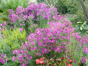 Aster x novae-angliae